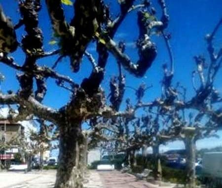 thumbnail_AGONIZAR DESDE LA TIERRA o árboles podados foto Lines (1)